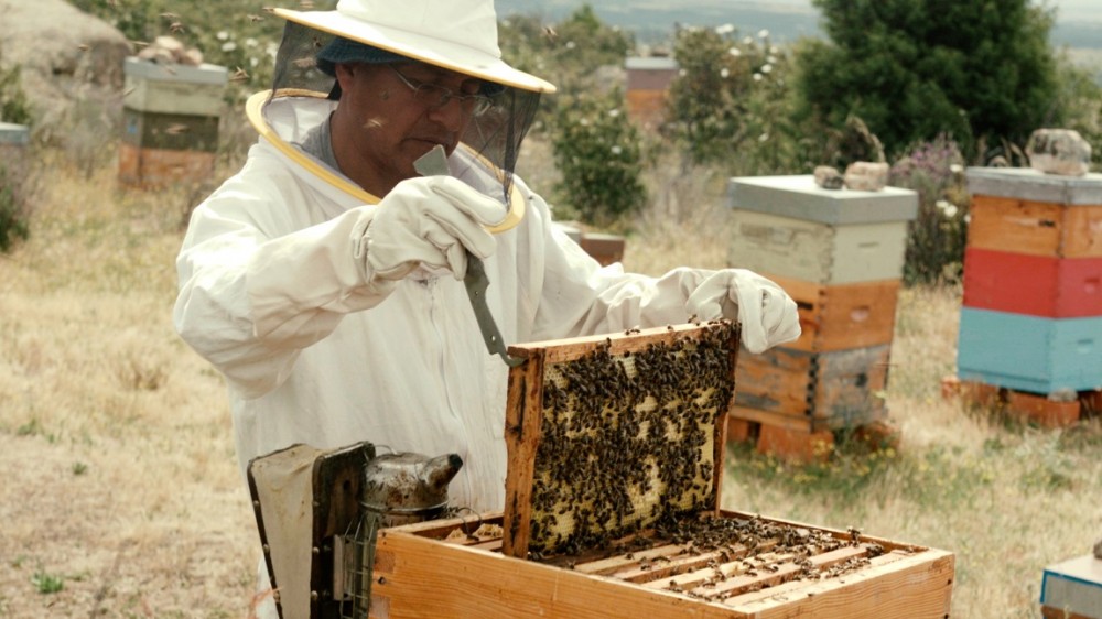 En la piel de un apicultor: la importancia de las 