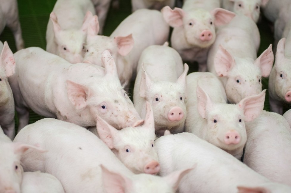 Granjas de cerdos sostenibles que reducen sus emis